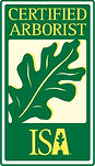 Tree Pruning, tree trimming, arborsit, minneapolis, near me, tree cutting, removals, tree removals, tree. Rainbow tree care,
