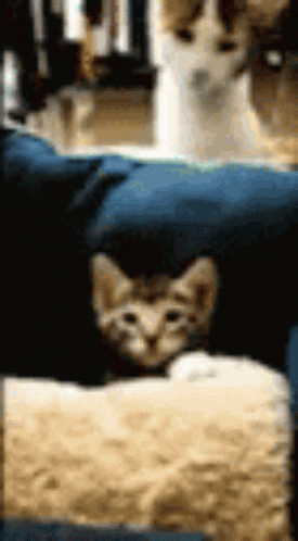 the-cat-is-kicking-the-other-cat.gif