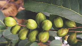 Terminalia_chebula_unripe_fruit.jpeg