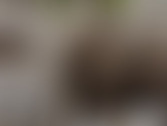 How to tell the difference between different types of elephants 