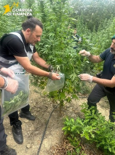 GdiF Campobasso: scoperta maxi piantagione di marijuana con oltre 1500 piante