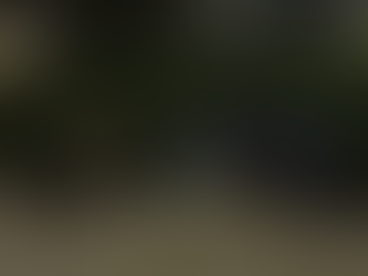 Cinghiali a Campobasso, Nasella (Lega Giovani): “L’amministrazione comunale continua a far finta di essere cieca