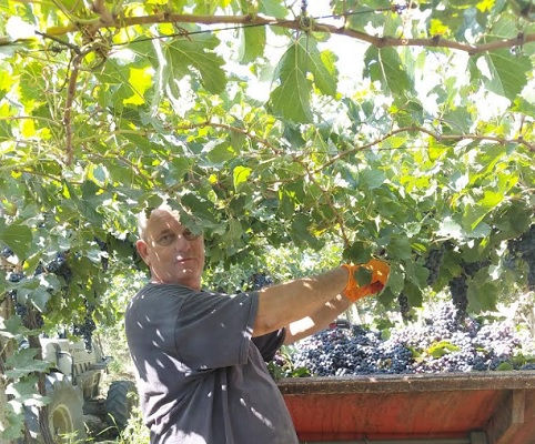 Vendemmia con oltre quindici giorni di anticipo: nelle nostre campagne significa lavoro, competenza, fatica e restanza