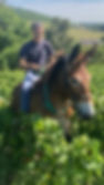 Marc Augustin inspecting grape maturity with Alouette