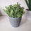 Thumbnail: Artificial Plant in Grey Pot