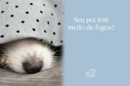 Meu pet tem medo de fogos de artifício e agora?