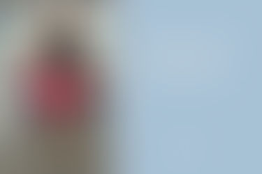 Cadeira de rodas para pets! Quando é indicada?