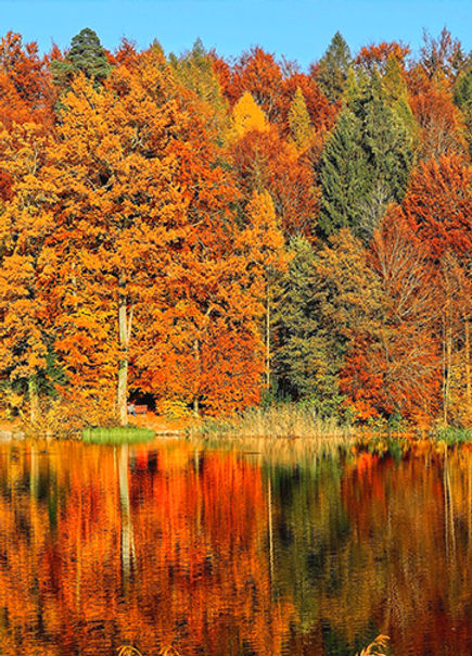 fall.jpg
