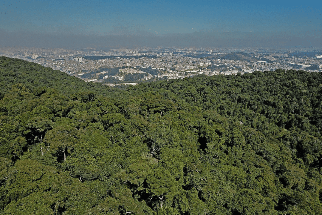 Proposta COPs Intercidades de São Paulo de Ricardo Tripoli
