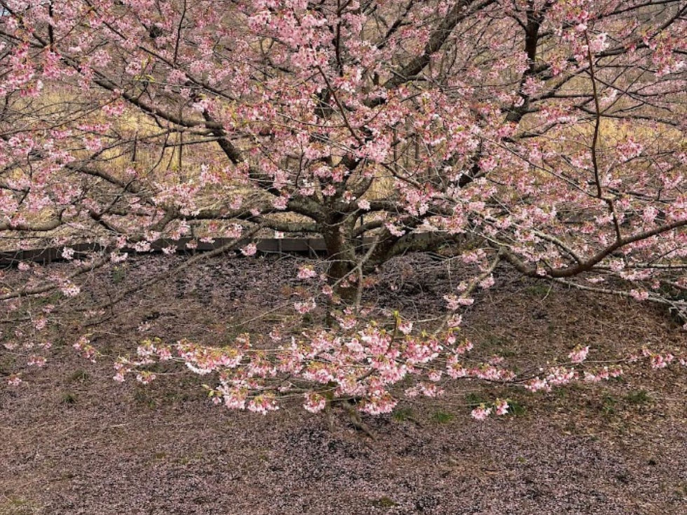 佇まう土地コレクション