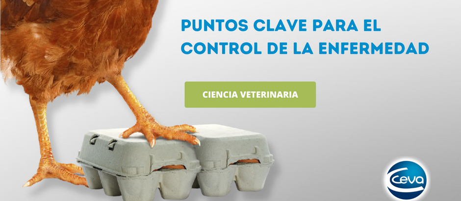 Tifosis Aviar: Puntos Clave para el control de la enfermedad