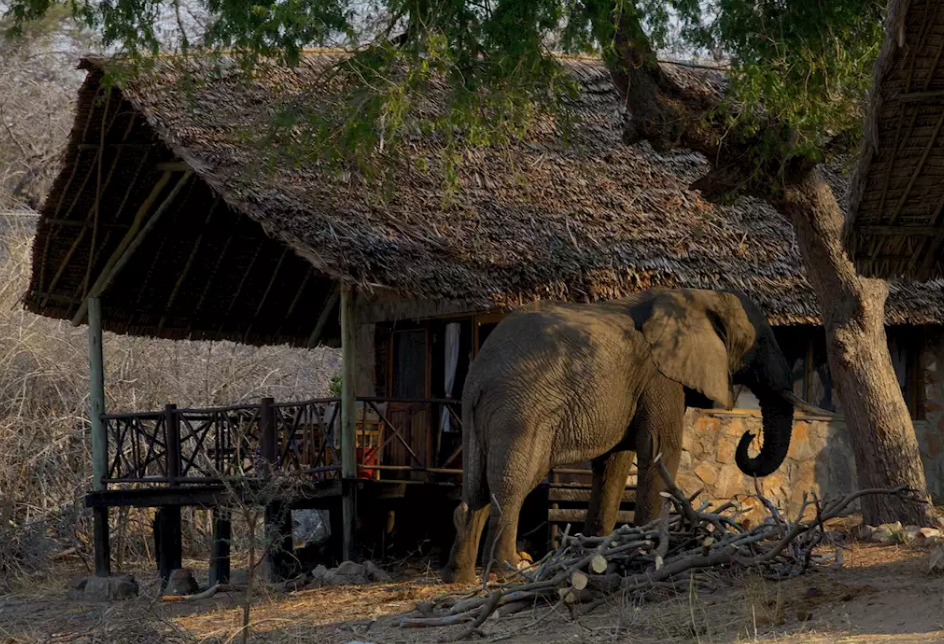 Ruaha River Lodge