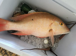 Mutton Snapper for Gyotaku print
