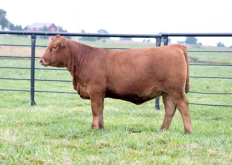 Lot 38 SRN Copper Queen 2547