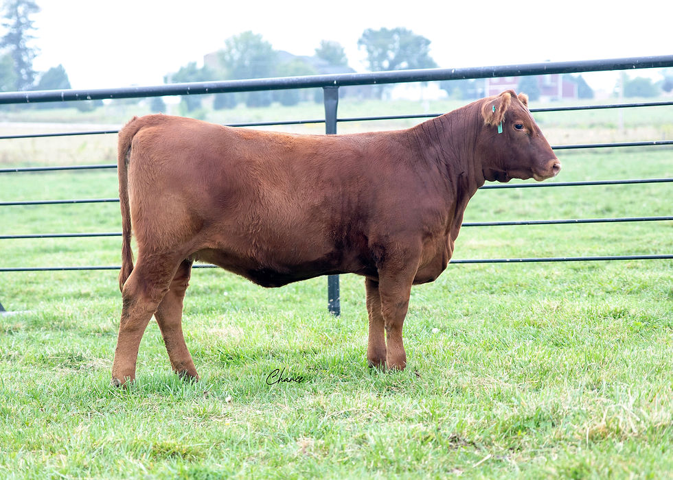 Lot 41 SRN Mimi 2517