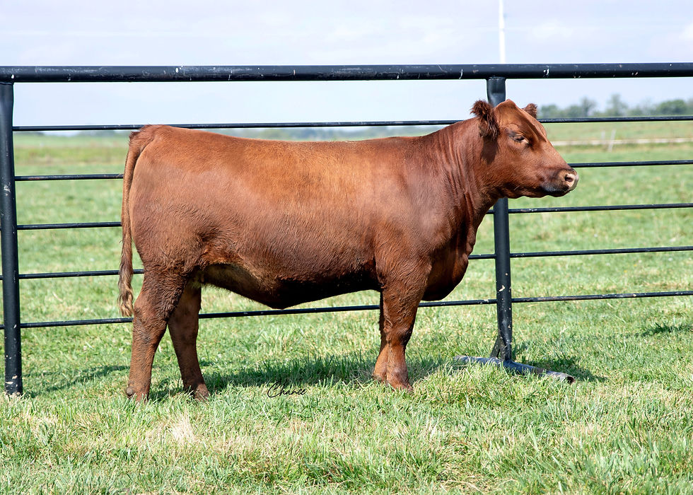 Lot 31 SRN Copper Queen 2453