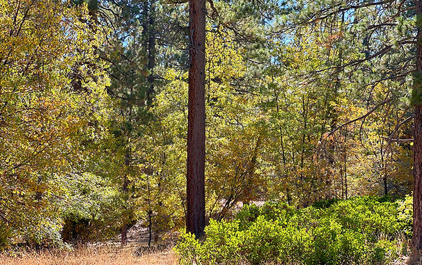 BIG BEAR-METCALF - FALL COLOR-4©LAMB.jpg