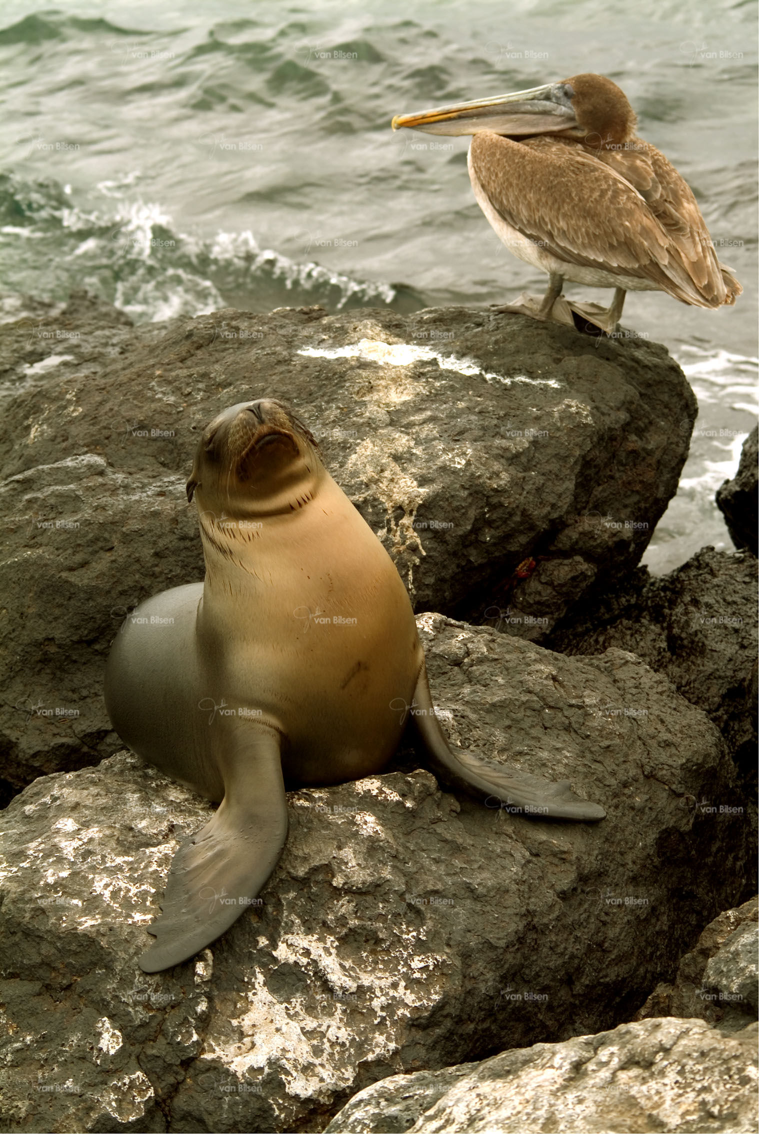 Images of Galapagos Islands - 032 - ©Jonathan van Bilsen