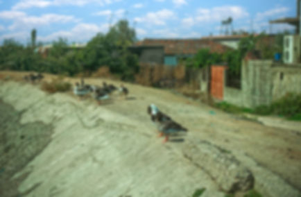 Images of Appolonia 03 - ©Jonathan van Bilsen