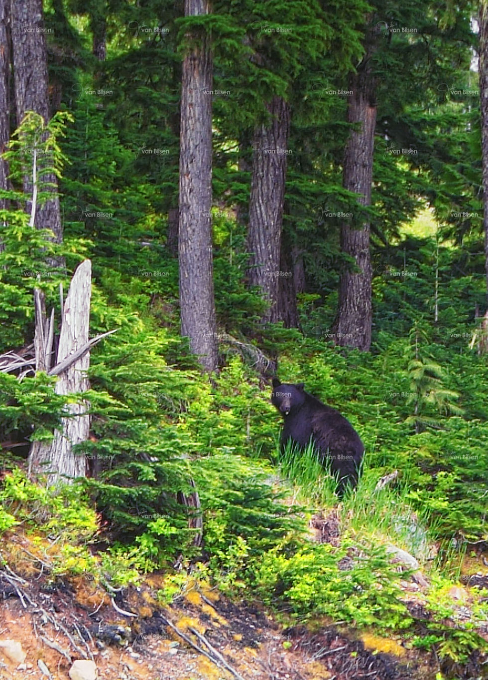 Images of the Rockies