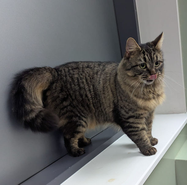 Floki, cat, adopt, adoption, rehome, kitten, tabby