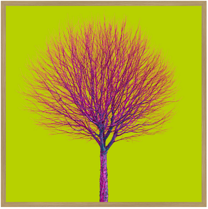 Thumbnail: Tree no_12 - Fine Art Alu Print