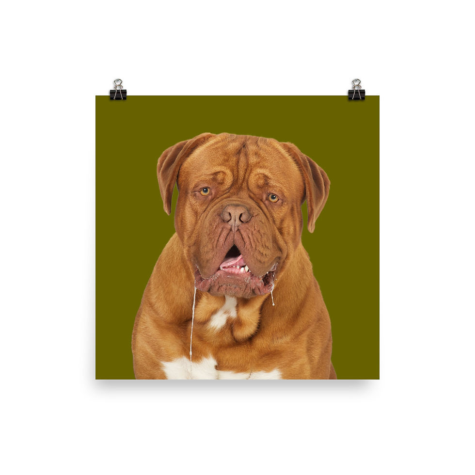 Thumbnail: Art Print · Project 100 Dogs · Thor the Dogue de Bordeaux