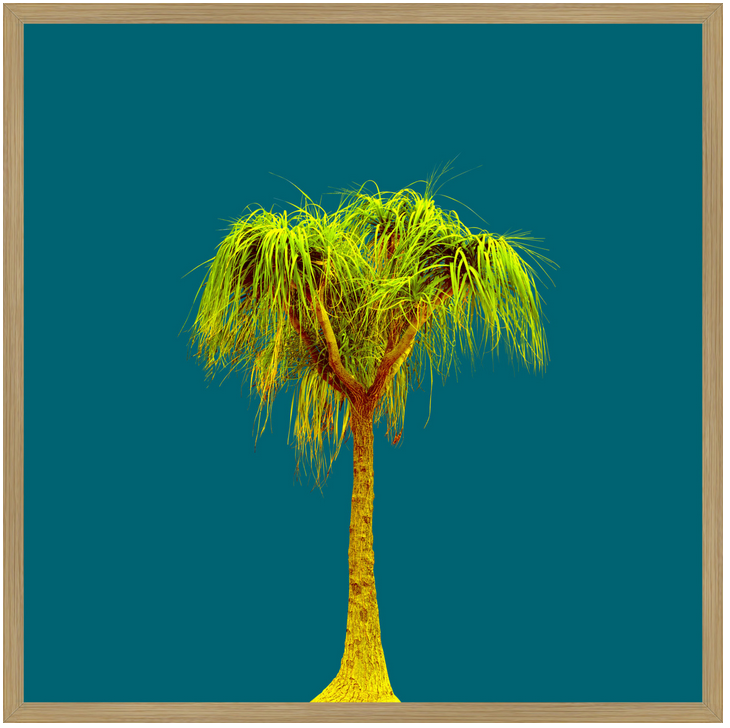 Thumbnail: Tree no_2 - Fine Art Alu Print