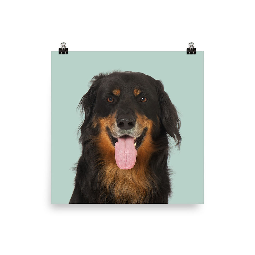 Thumbnail: Art Print · Project 100 Dogs · Cæsar the Hovawart
