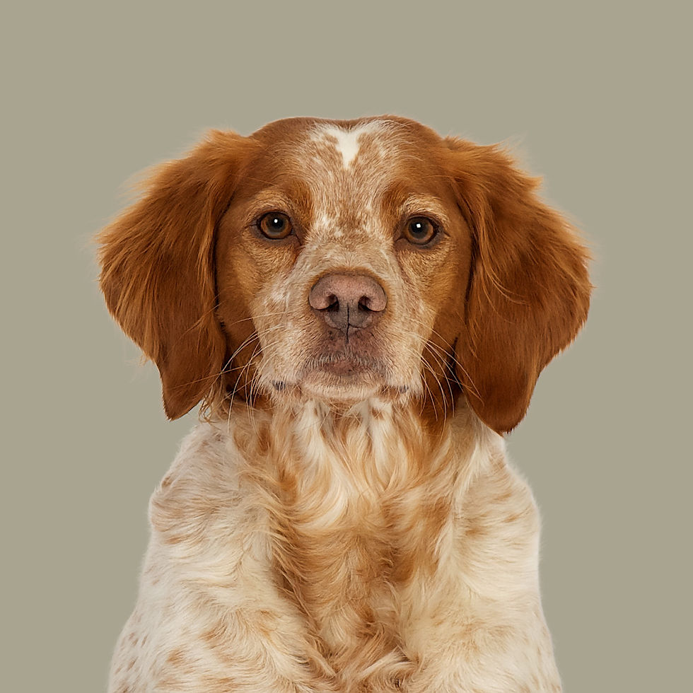 Fine Art Print · Project 100 Dogs · Belis the Breton