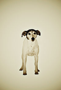 Animal Series Dog small file Wix Gallery