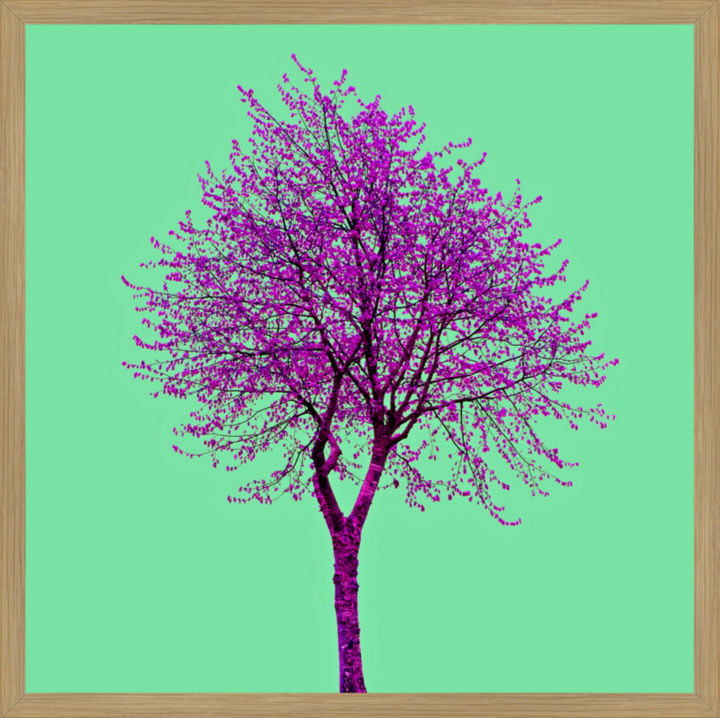 Tree no_15 - Fine Art Alu Print