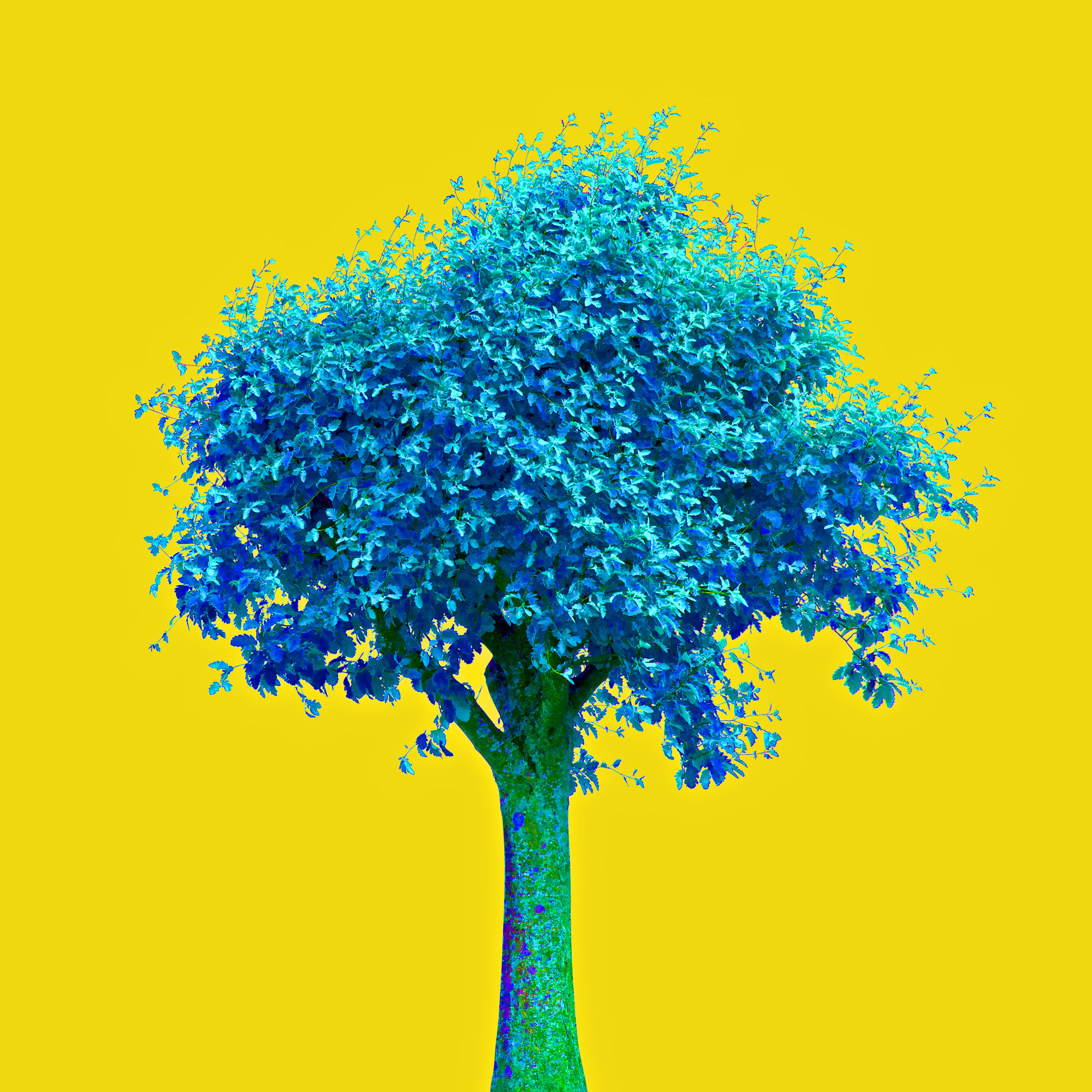 Tree no_13 - Fine Art Acrylic Print