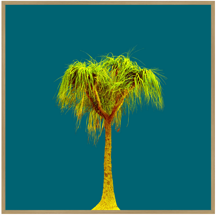 Thumbnail: Tree no_2 - Fine Art Alu Print