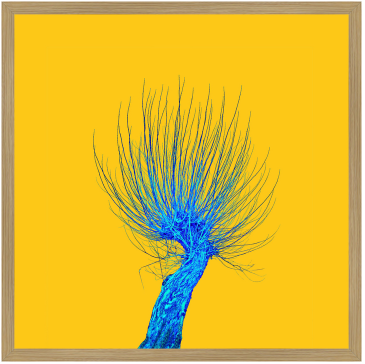 Thumbnail: Tree no_5 - Fine Art Alu Print