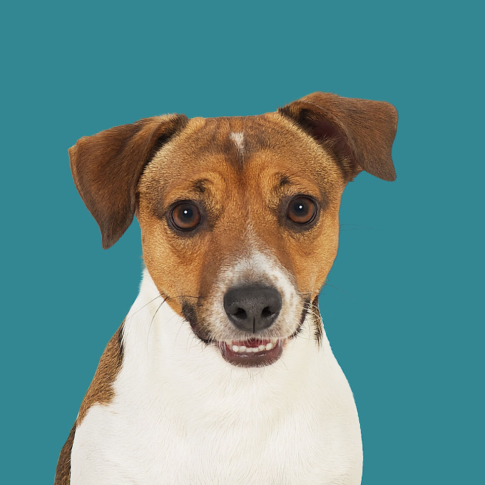 Fine Art Print · Project 100 Dogs · Toby the Jack Russel Terrier