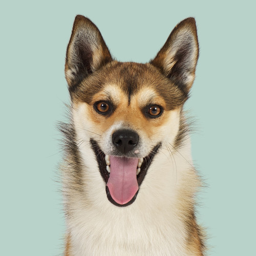 Fine Art Print · Project 100 Dogs · Lunde the Norwegian Lundehund