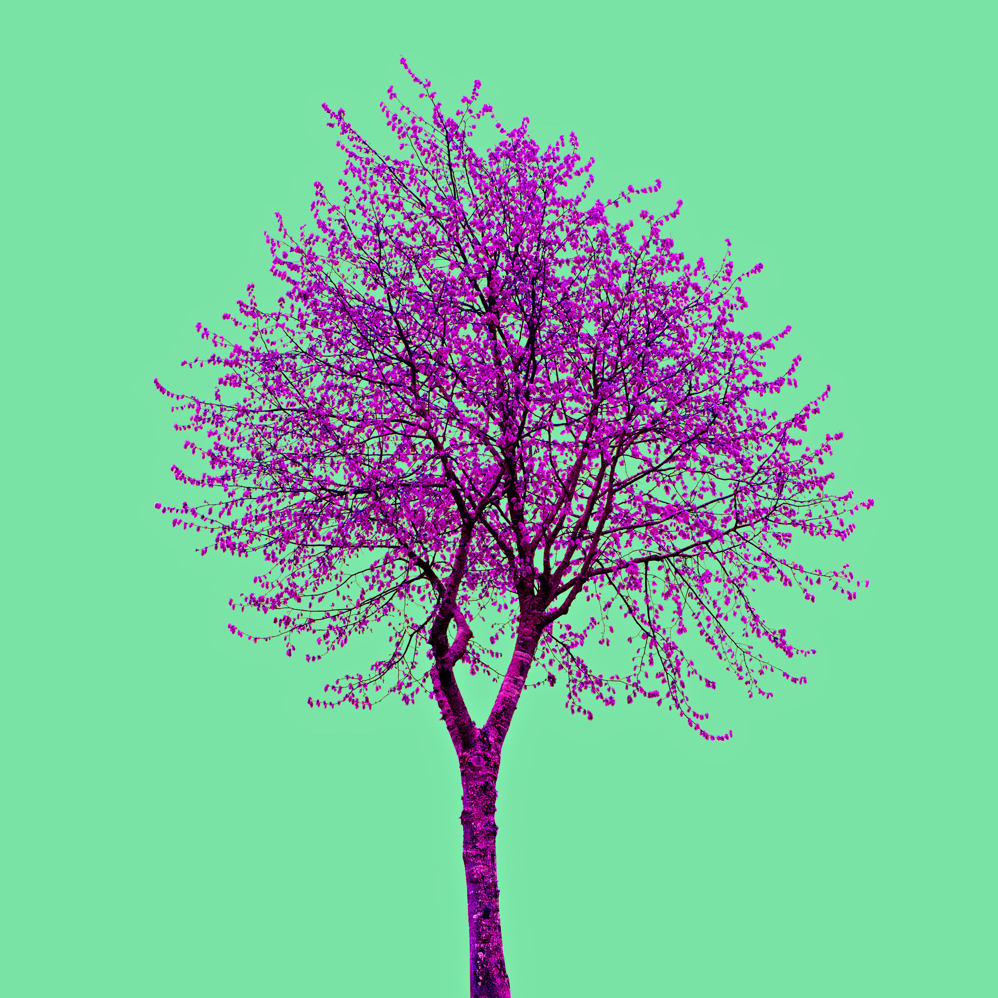 Tree no_15 - Fine Art Acrylic Print