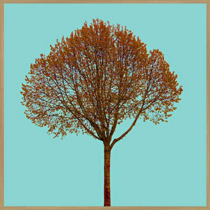 Thumbnail: Tree no_14 - Fine Art Alu Print