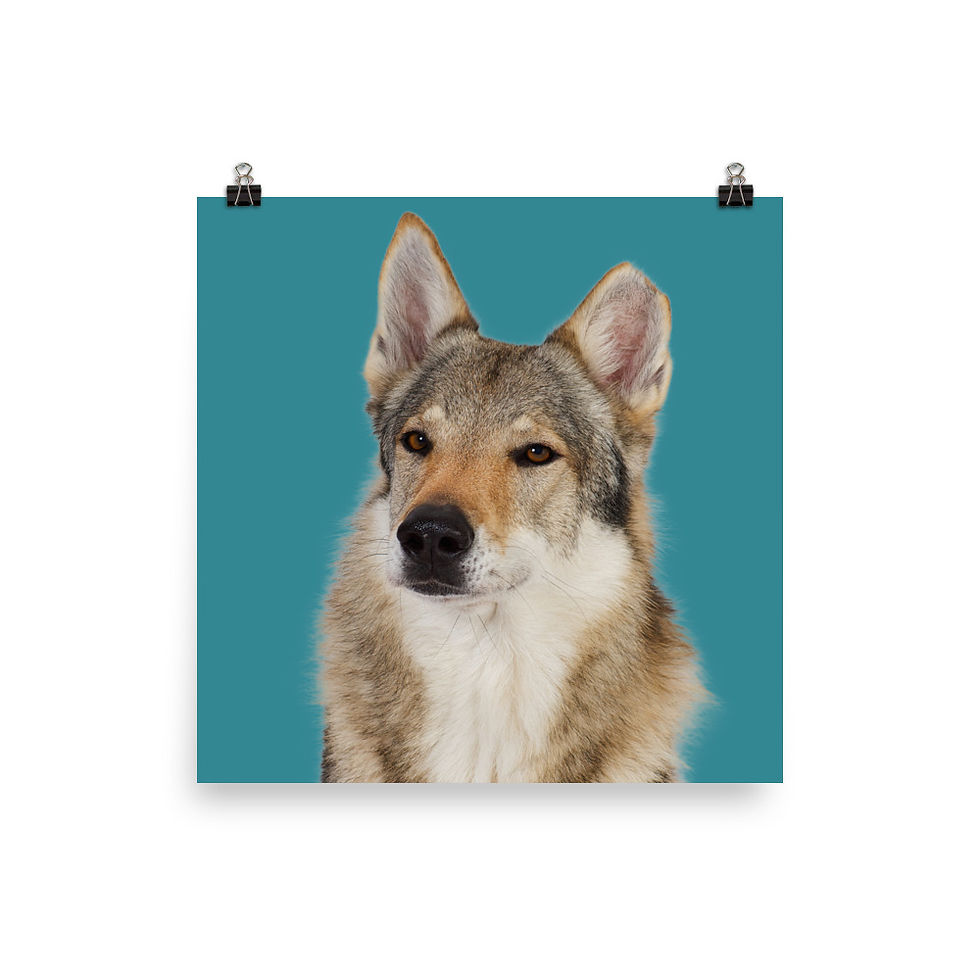 Art Print · Project 100 Dogs · Uno the Ceskoslovenský Vlciak