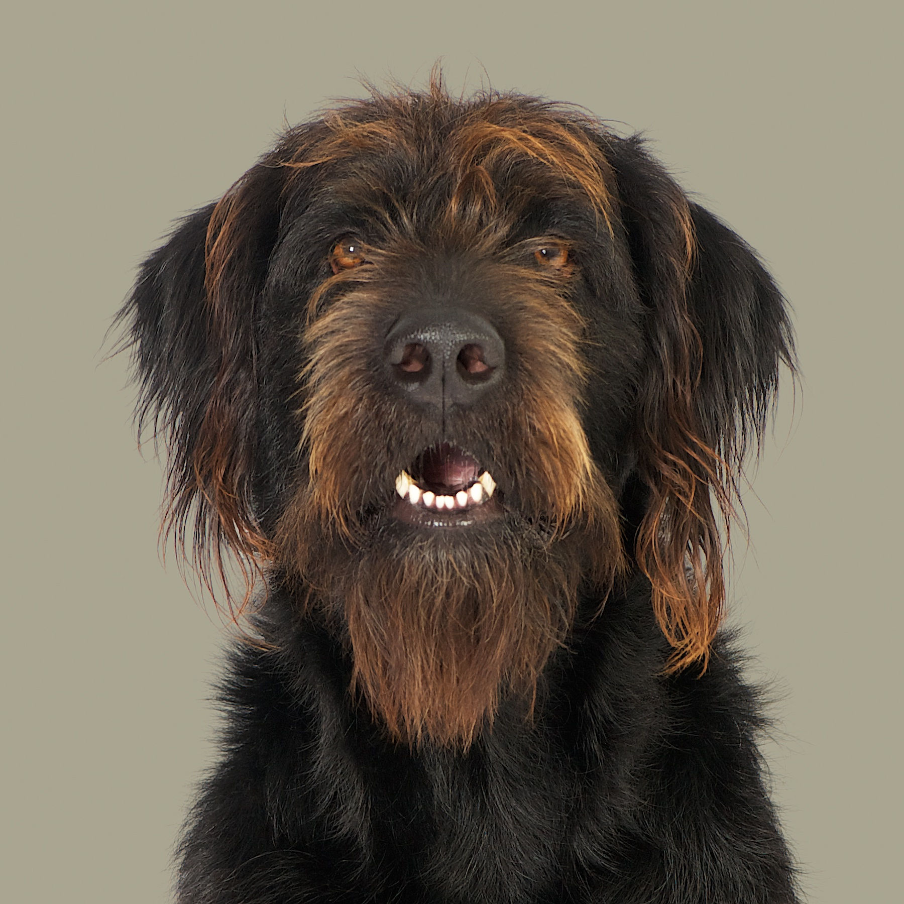 Fine Art Print · Project 100 Dogs · Rufus the Cross-breed