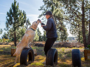 Behaviour Consults ; Canine Conditioning ; Dog Training ; Obedience Training ; K9Yoga ; Canine Fitness ; Separation Anxiety ; COAPE MHERA ; PetFit Pawsonal Trainer ; PetFit Canine Fitness ; Prehab ; Rehabilitation ; Reactivity ; Dog Aggression ; Resource Guarding ; Nervous Dog ; Rescue Dog ; Dog Behaviourist ; K9 Partners