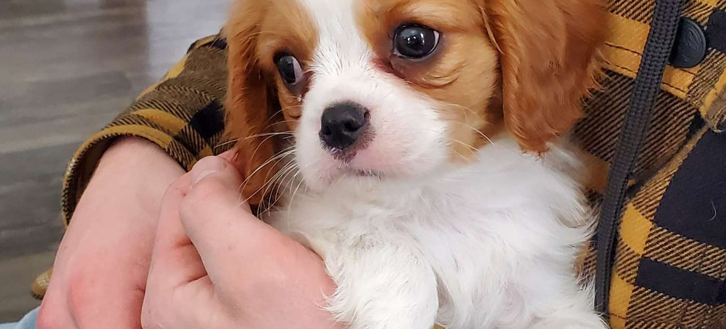 A perfect little Blenheim pup.