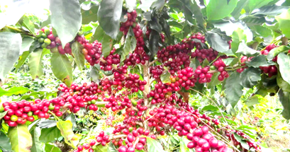 Golpe a los cafeticultores: baja precio del café