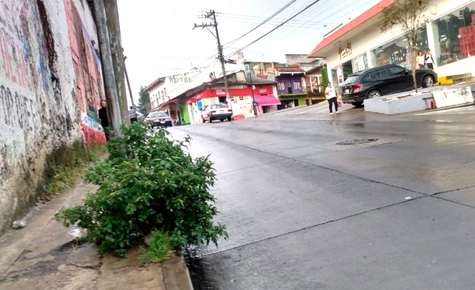 La naturaleza se abre paso