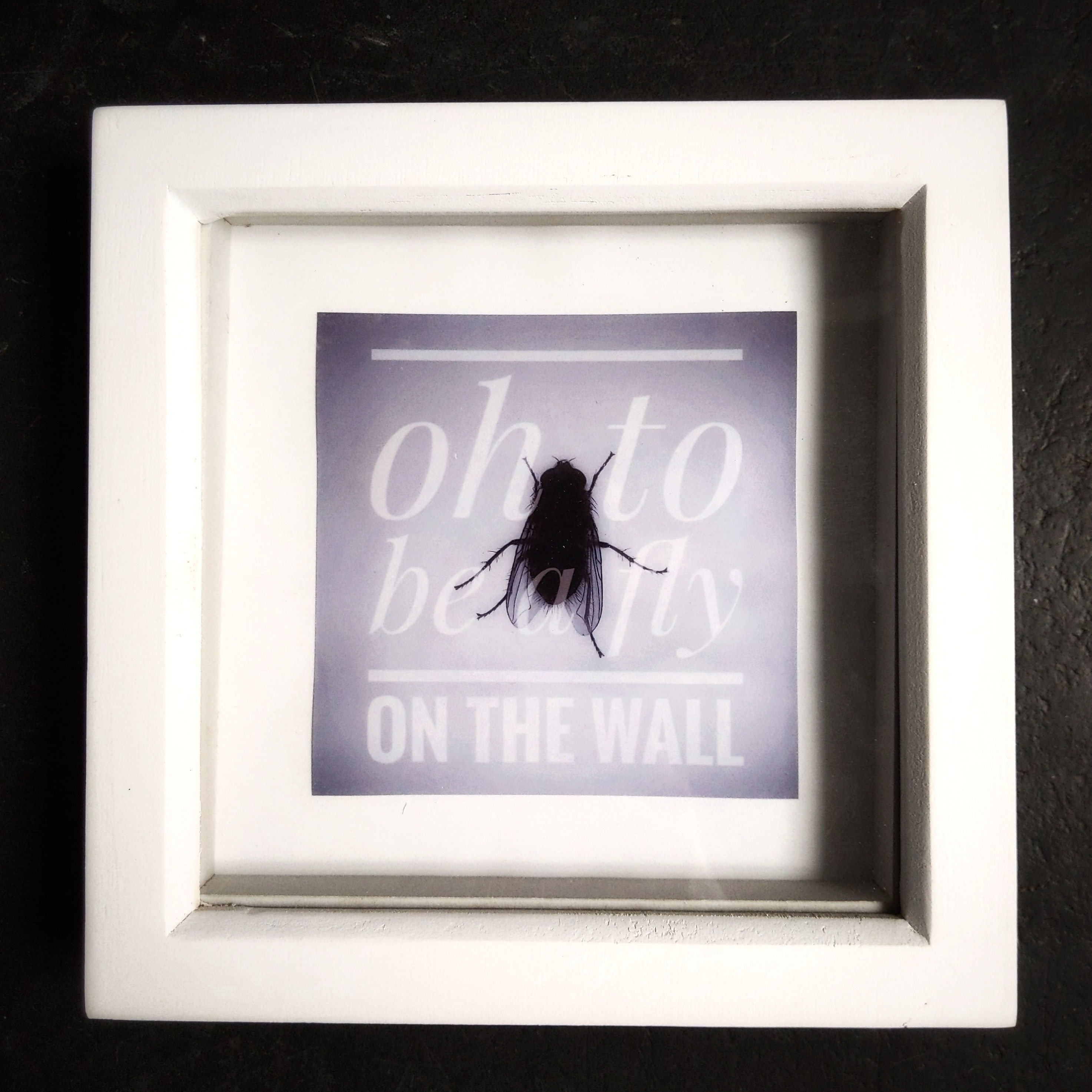 Oh to be a fly on the wall (Last one!)