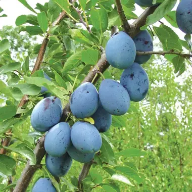 Plum - Stanley Dwarf
