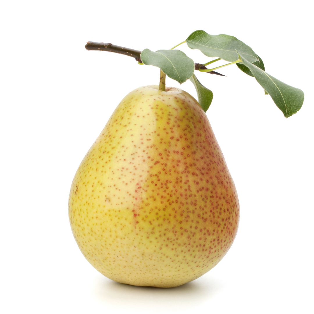 Pear -  Rescue Dwarf