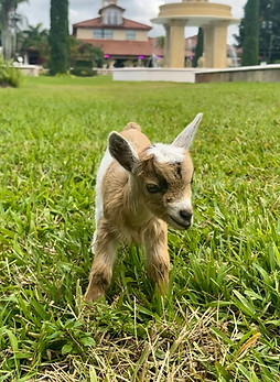babygoat-villatoscanamiami.jpg