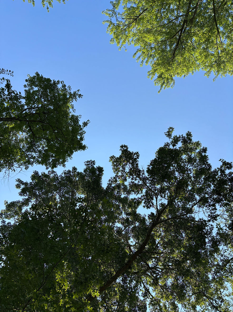 Savasana gazing at treetops - practice in the gardens